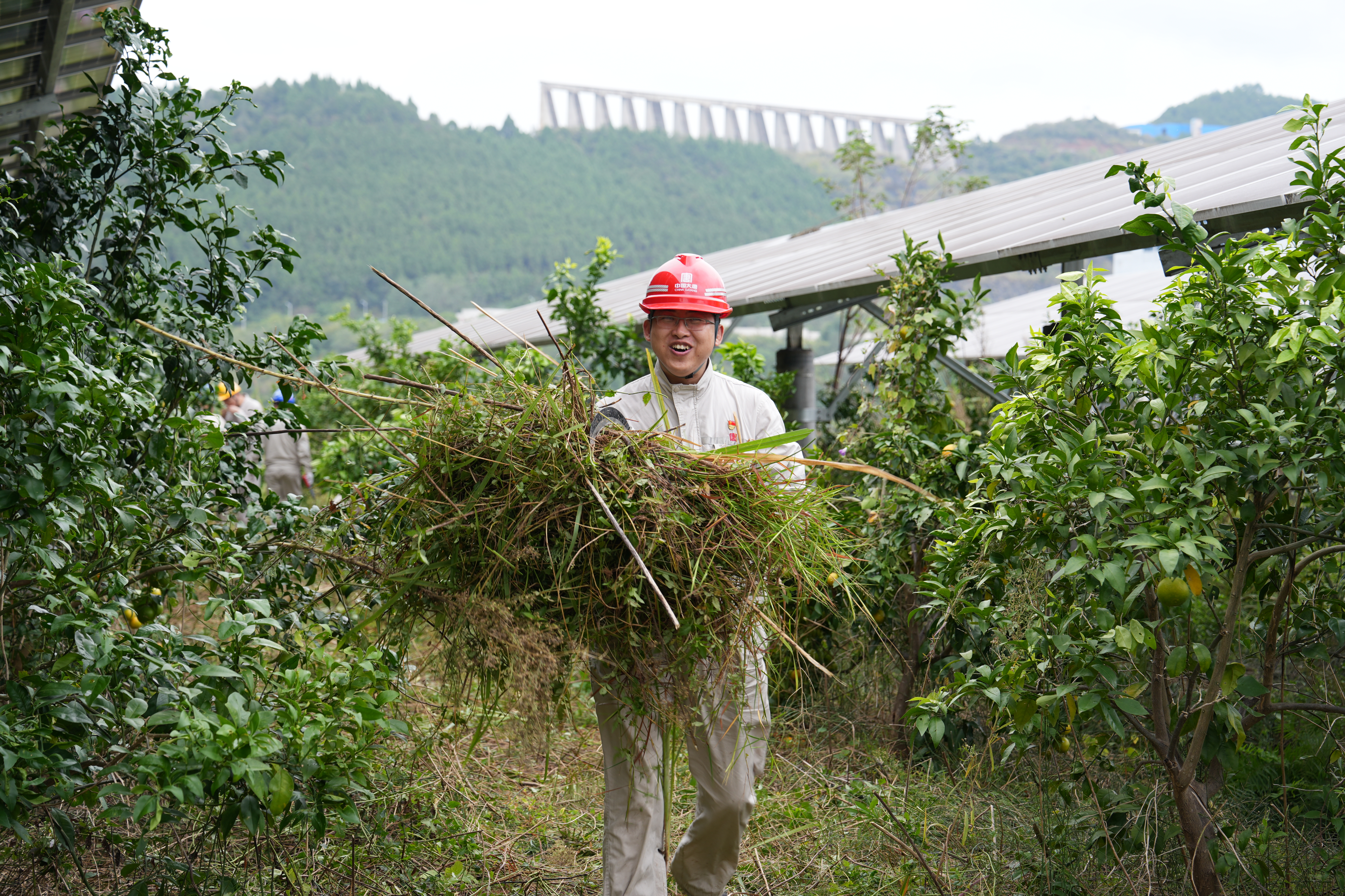 2024年10月12日，亭子口公司开展“百日攻坚 农光一体化 我们在行动”除草活动 (11).jpg